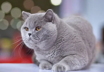Британська короткошерста кішка фото, опис породи (кішка) Британська короткошерста кішка фото, опис породи