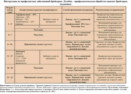 Бройлер Хаббард - опис, характеристика, особливості, вирощування, годування, розмноження і