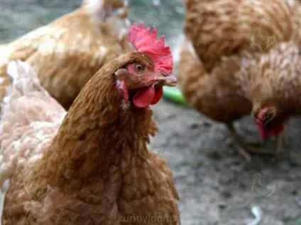 Британські кури