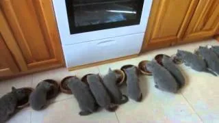 Чим не можна годувати британських кошенят (можна годувати британських) Чим не можна годувати британських кошенят