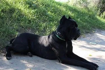 Чим годувати кане-корсо підбираємо правильний раціон харчування (харчування кане корсо) Чим годувати кане-корсо підбираємо правильний раціон харчування