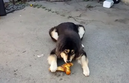 Чим годувати тибетського мастифа, догляд та утримання, фото і відео (мастифа) Чим годувати тибетського мастифа, догляд та утримання, фото і відео