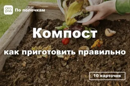 Чим підгодувати троянди восени, в квітнику () (калій) Чим підгодувати троянди восени, в квітнику ()