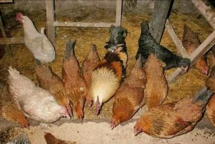 Чим годувати курей несучок щоб краще неслися в домашніх умовах, склад і норма корму, яку траву (мчали) Чим годувати курей несучок щоб краще неслися в домашніх умовах, склад і норма корму, яку траву