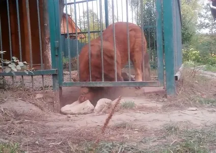 Чим годувати тибетського мастифа, догляд та утримання, фото і відео (тибетського) Чим годувати тибетського мастифа, догляд та утримання, фото і відео