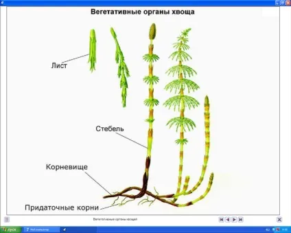 Чим відрізняється корінь від кореневища (кореневище) Чим відрізняється корінь від кореневища