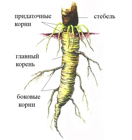 Чим відрізняється корінь від кореневища (кореневища) Чим відрізняється корінь від кореневища