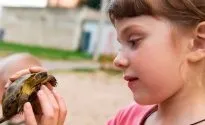Що їдять черепахи в природі