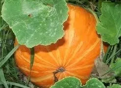 Що можна садити поруч з баштанними культурами (садити) Що можна садити поруч з баштанними культурами