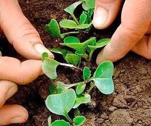 Що робити щоб редис не йшов в стрілку (редис) Що робити щоб редис не йшов в стрілку