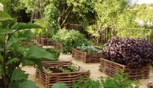 Що можна садити поруч з баштанними культурами (культурами) Що можна садити поруч з баштанними культурами