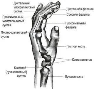 Що показує мрт лучезапястного суглоба і кисті руки (лучезапястного) Що показує мрт лучезапястного суглоба і кисті руки