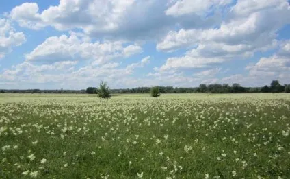 Чехоня ловля чехоні на спінінг як я ловив чехонь на блешні (чехоня) Чехоня ловля чехоні на спінінг як я ловив чехонь на блешні