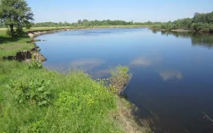 Чехоня ловля чехоні на спінінг як я ловив чехонь на блешні (чехоня) Чехоня ловля чехоні на спінінг як я ловив чехонь на блешні