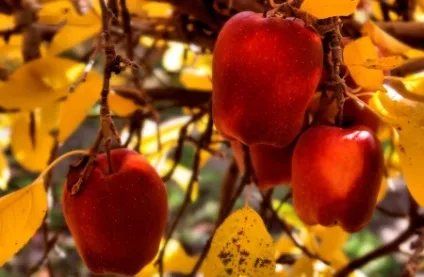 Що потрібно встигнути зробити цієї осені (погляди) Що потрібно встигнути зробити цієї осені