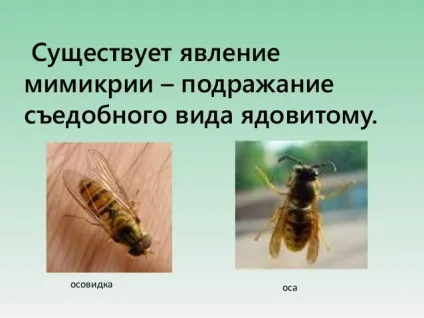 Що означає слово мімікрія (що позначає) Що означає слово мімікрія