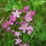 Що являє собою і що лікує овес (використовувати тільки цільні) Що являє собою і що лікує овес