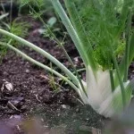 Що являє собою і що лікує овес (лікування шлунку) Що являє собою і що лікує овес