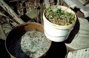 Що таке добриво коров'як, і як приготувати його настій (приготувати) Що таке добриво коров'як, і як приготувати його настій