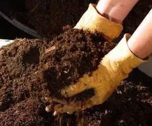 Що таке добриво коров'як, і як приготувати його настій (коров'як) Що таке добриво коров'як, і як приготувати його настій