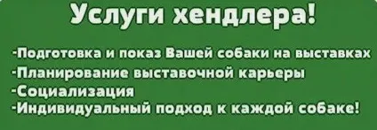 Що таке Обслуговуючі і хто такі Хендлер клуб любителів маленьких собак