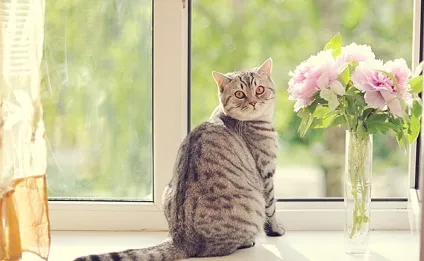 Що таке сили