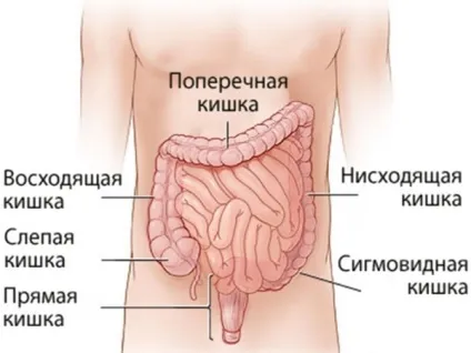 Що таке пневматоз кишечника (симптоми, лікування) (пневматоз) Що таке пневматоз кишечника (симптоми, лікування)