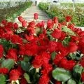 Квітковий бізнес як відкрити свій квітковий бізнес з нуля, ідеї квіткового бізнесу, квітковий (нуля) Квітковий бізнес як відкрити свій квітковий бізнес з нуля, ідеї квіткового бізнесу, квітковий