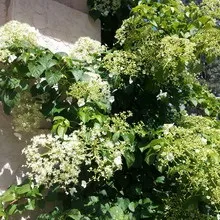 Декоративна гортензія фото сортів і видів садового чагарнику з описом, посадка і догляд за (сортів) Декоративна гортензія фото сортів і видів садового чагарнику з описом, посадка і догляд за