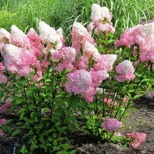 Декоративна гортензія фото сортів і видів садового чагарнику з описом, посадка і догляд за (чагарнику) Декоративна гортензія фото сортів і видів садового чагарнику з описом, посадка і догляд за