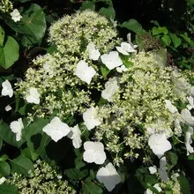 Декоративна гортензія фото сортів і видів садового чагарнику з описом, посадка і догляд за (сортів) Декоративна гортензія фото сортів і видів садового чагарнику з описом, посадка і догляд за
