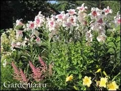 Квітник з улюбленими ліліями і астильба