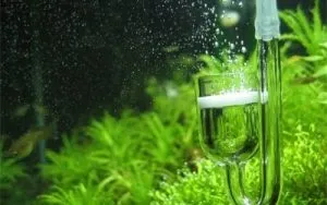 Co2 в рослинному акваріумі для початківців (карбонатної жорсткості води) Co2 в рослинному акваріумі для початківців