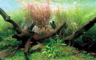 Co2 в рослинному акваріумі для початківців (карбонатної жорсткості води) Co2 в рослинному акваріумі для початківців