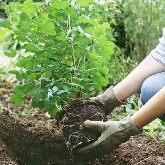 Декоративна гортензія фото сортів і видів садового чагарнику з описом, посадка і догляд за (гортензія) Декоративна гортензія фото сортів і видів садового чагарнику з описом, посадка і догляд за