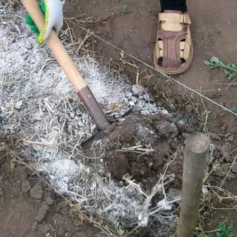 Декоративна гортензія фото сортів і видів садового чагарнику з описом, посадка і догляд за (сортів) Декоративна гортензія фото сортів і видів садового чагарнику з описом, посадка і догляд за