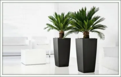Цикас (cycas)