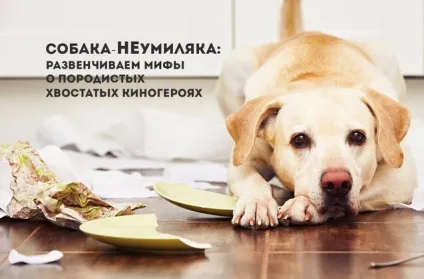 Cобака-неуміляка розвінчуємо міфи про породистих хвостатих кіногероях () Cобака-неуміляка розвінчуємо міфи про породистих хвостатих кіногероях