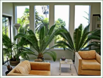 Цикас (cycas)