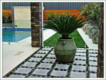 Цикас (cycas)