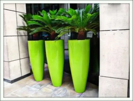 Цикас (cycas)
