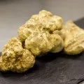 Тибетський молочний гриб корисні властивості, зберігання і приготування, грибний сайт (корисні) Тибетський молочний гриб корисні властивості, зберігання і приготування, грибний сайт