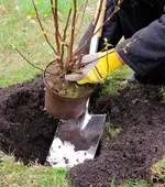 Теплиця або парник своїми руками що вибрати теплиця, парник, відмінності, матеріали, спорудження (своїми) Теплиця або парник своїми руками що вибрати теплиця, парник, відмінності, матеріали, спорудження