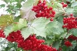 тіньолюбні чагарники