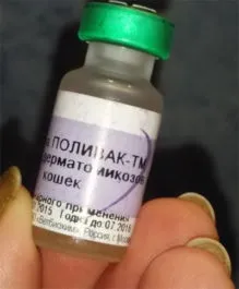 Дерматомікоз у собаки симптоми і лікування (фото) (собаки) Дерматомікоз у собаки симптоми і лікування (фото)