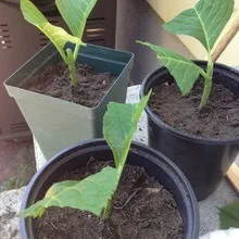 Декоративна гортензія фото сортів і видів садового чагарнику з описом, посадка і догляд за (фото) Декоративна гортензія фото сортів і видів садового чагарнику з описом, посадка і догляд за