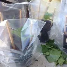 Декоративна гортензія фото сортів і видів садового чагарнику з описом, посадка і догляд за (сортів) Декоративна гортензія фото сортів і видів садового чагарнику з описом, посадка і догляд за