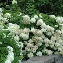 Декоративна гортензія фото сортів і видів садового чагарнику з описом, посадка і догляд за (фото) Декоративна гортензія фото сортів і видів садового чагарнику з описом, посадка і догляд за