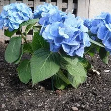 Декоративна гортензія фото сортів і видів садового чагарнику з описом, посадка і догляд за (описом) Декоративна гортензія фото сортів і видів садового чагарнику з описом, посадка і догляд за