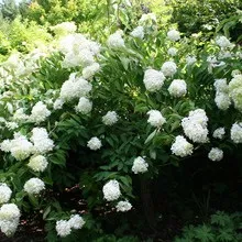 Декоративна гортензія фото сортів і видів садового чагарнику з описом, посадка і догляд за (видів) Декоративна гортензія фото сортів і видів садового чагарнику з описом, посадка і догляд за